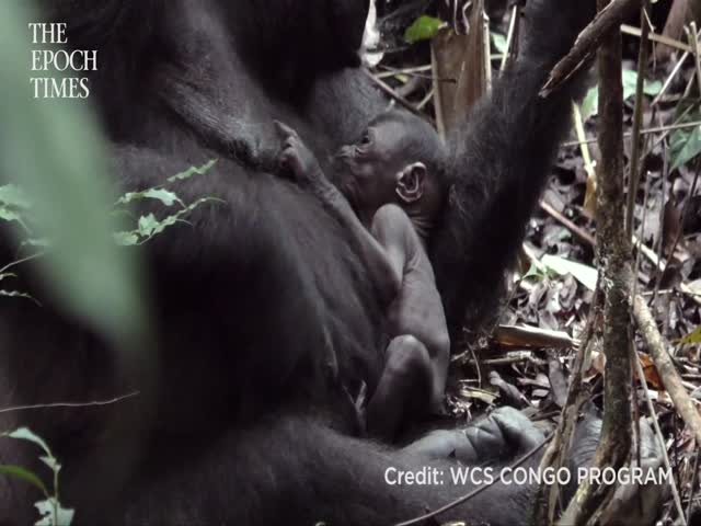 Critically Endangered Gorilla and Its Newborn Captured on Film