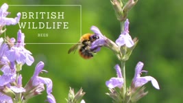 British Wildlife - Bees