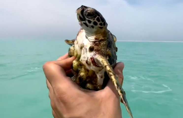 Kind man gently removes barnacles off sea turtle in Abu Dhabi