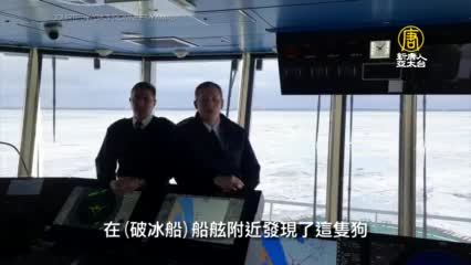 迷路小狗受困北極浮冰 俄破冰船及時救援 - 動物救援 - 新唐人亞太電視台