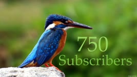 750 Subscriber Special - An Introduction to British Wildlife