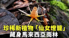 珍稀新植物 「仙女燈籠」藏身馬來西亞雨林 - 稀有植物 - 國際新聞
