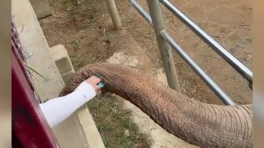 8月14日，山東威海一個動物園內，一個小朋友觀看大象時，不小心將鞋子掉入象園，大象用鼻子捲起鞋遞還，遊客們感到很驚喜，紛紛稱讚：「大象好聰明啊！」