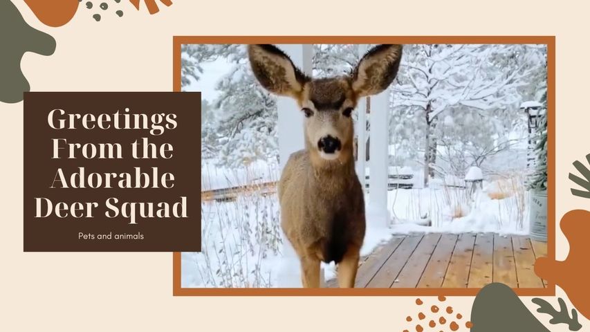 Greetings From the Adorable Deer Squad in Snowy Colorado, USA 🦌 🇺🇸