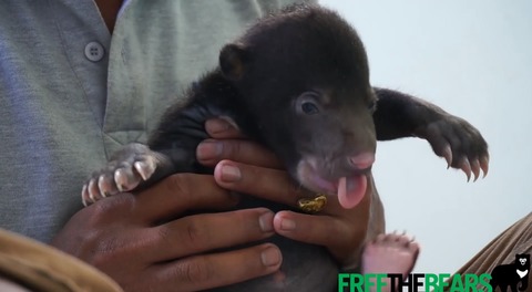 Precious Footage of Tiny Bear Cub Shared by Australian Animal Rescue