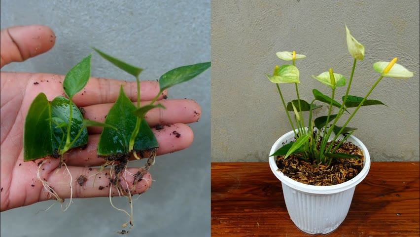 Grow anthurium from leaves simple and effective with updates | How to grow anthurium