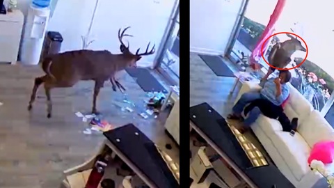 A Rowdy Deer Crashed Through a Long Island Salon Window, Wreaking Havoc on Haircuts