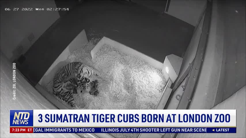 3 Sumatran Tiger Cubs Born at London Zoo