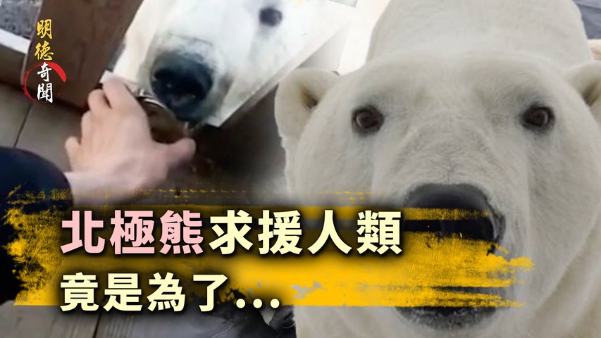 日前，一頭北極熊忽然出現在俄羅斯北部邊境的村莊徘徊，村民發現它的舌頭卡在空煉乳罐中...