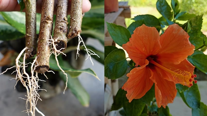 How to grow hibiscus | Easiest Way To Grow Hibiscus Plant | how to grow hibiscus plant at home