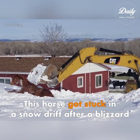 Blizzard Buried Horse Is Delicately Dug Out