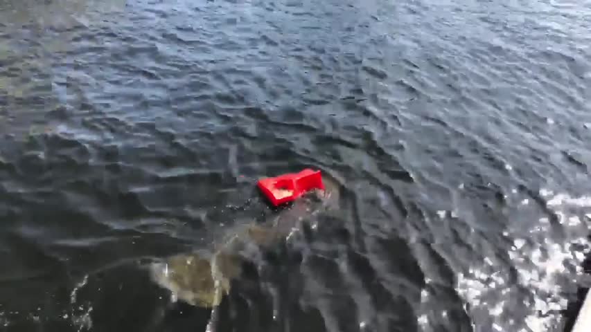 Manatee Tangled in Life Vest Rescued in Fort Lauderdale