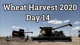 Wheat Harvest 2020 - Day 14