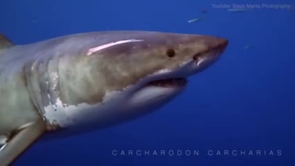 Why our Oceans need Great White Sharks