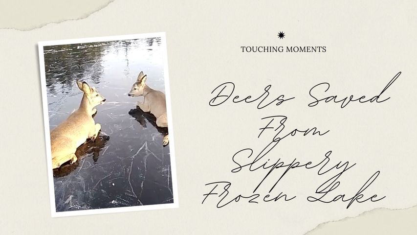 Deers Saved From Slippery Frozen Lake