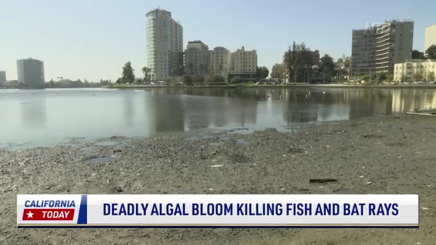 Algae Bloom Killing Fish in Oakland, Cause Under Investigation