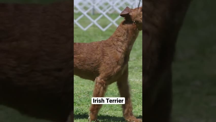 Irish Terrier #shorts