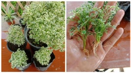 How to grow Aralia plant ,Easy way to grow aralia plant ,Aralia plant propagation fro cuttings