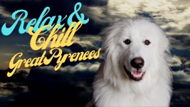 GREAT PYRENEES: RELAX AND CHILL