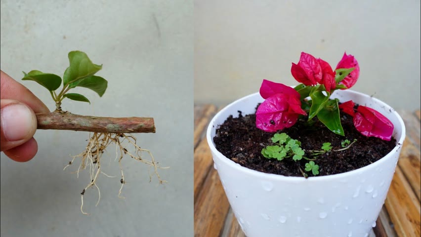 Try growing bougainvillea from branches | How to grow bougainvillea simple and effective with update