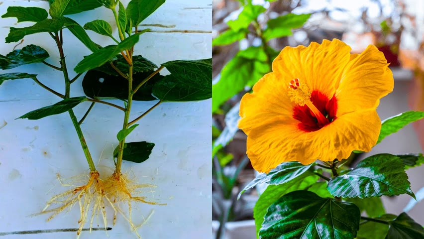 How to grow hibiscus tree from cuttings - With 100% Success || Easy Gardening