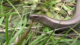 British Wildlife - Slow Worms
