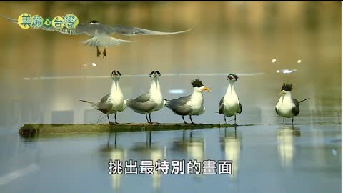 【台南中西區】瞬間永恆的鳥類生態攝影展｜環境保護｜210｜美麗心台灣