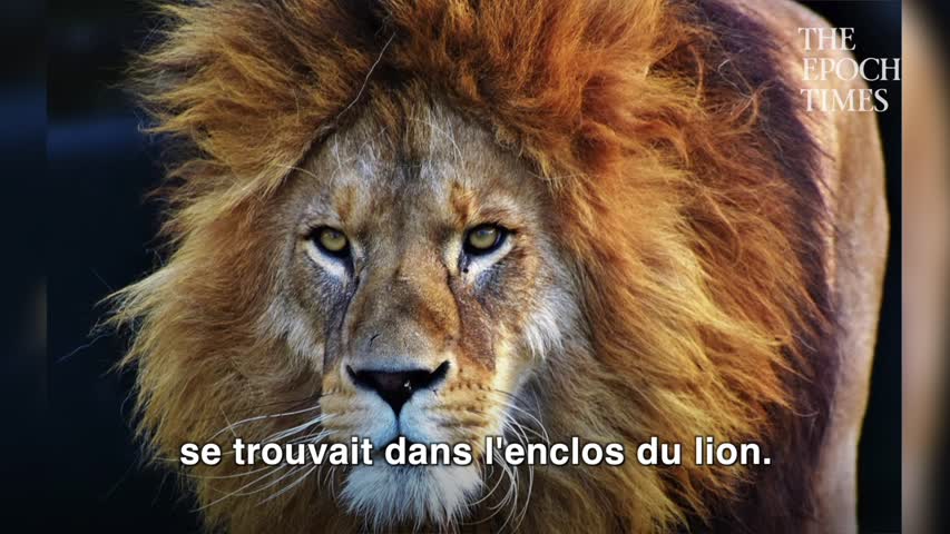 lion.mov
