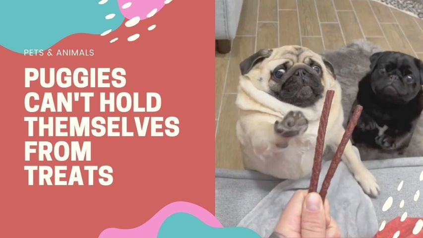 Puggies Can't Hold Themselves From Treats