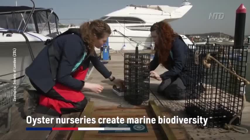 UK Oyster Nurseries Create Marine Biodiversity