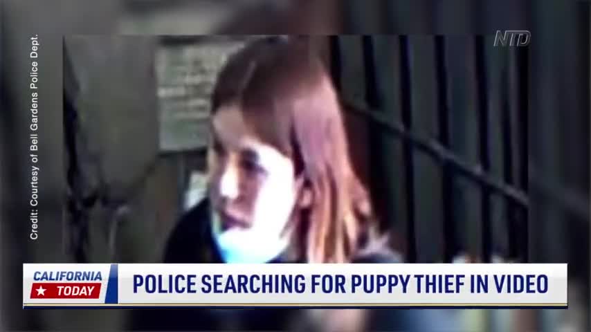 Bell Gardens Police Searching For Woman Caught on Video Stealing Puppy