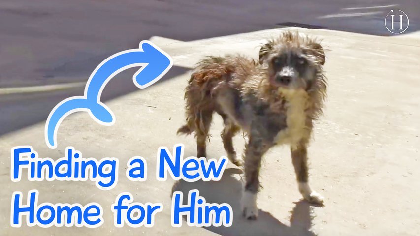 Abandoned Dog Was Waiting For Love | Humanity Life
