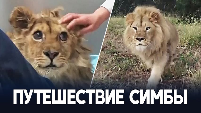 Истерзанный в России лев Симба приехал в Танзанию
