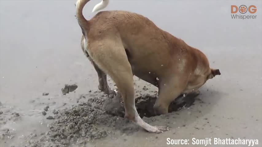 Dogs Hunt Crab on Beach