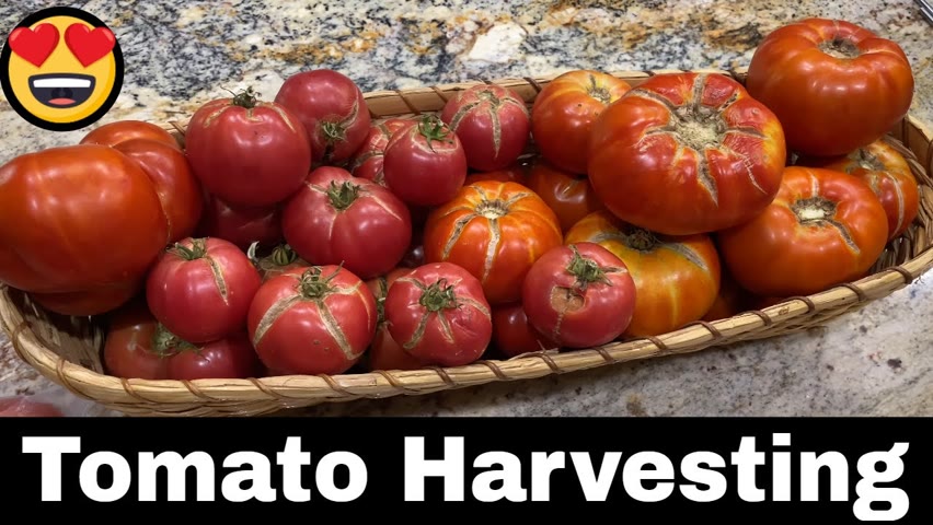 Tomato Harvesting 2021