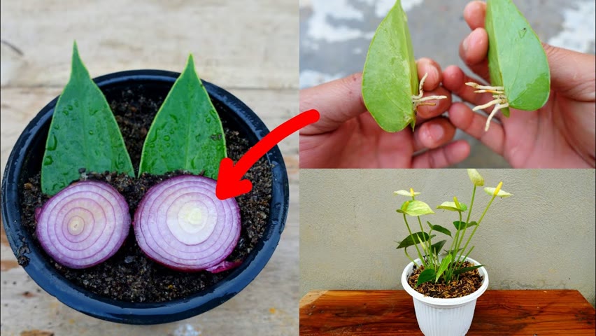 Grow Anthurium from leaves in Onion With updates | How to grow anthurium