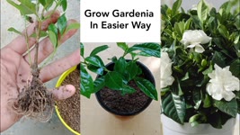 How To Grow Gardenia Plants| Gardenia Propagation in Easy and Simple Way