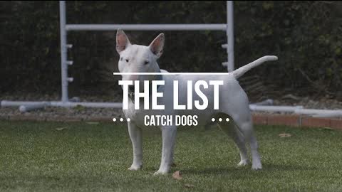 THE LIST: TOP CATCH DOGS