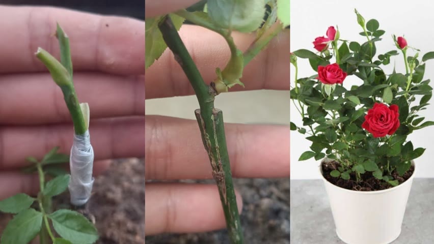 Rose Grafting | How to graft rose plant | how to grow rose plant | Easiest Way To graft rose plant