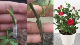 Rose Grafting | How to graft rose plant | how to grow rose plant | Easiest Way To graft rose plant