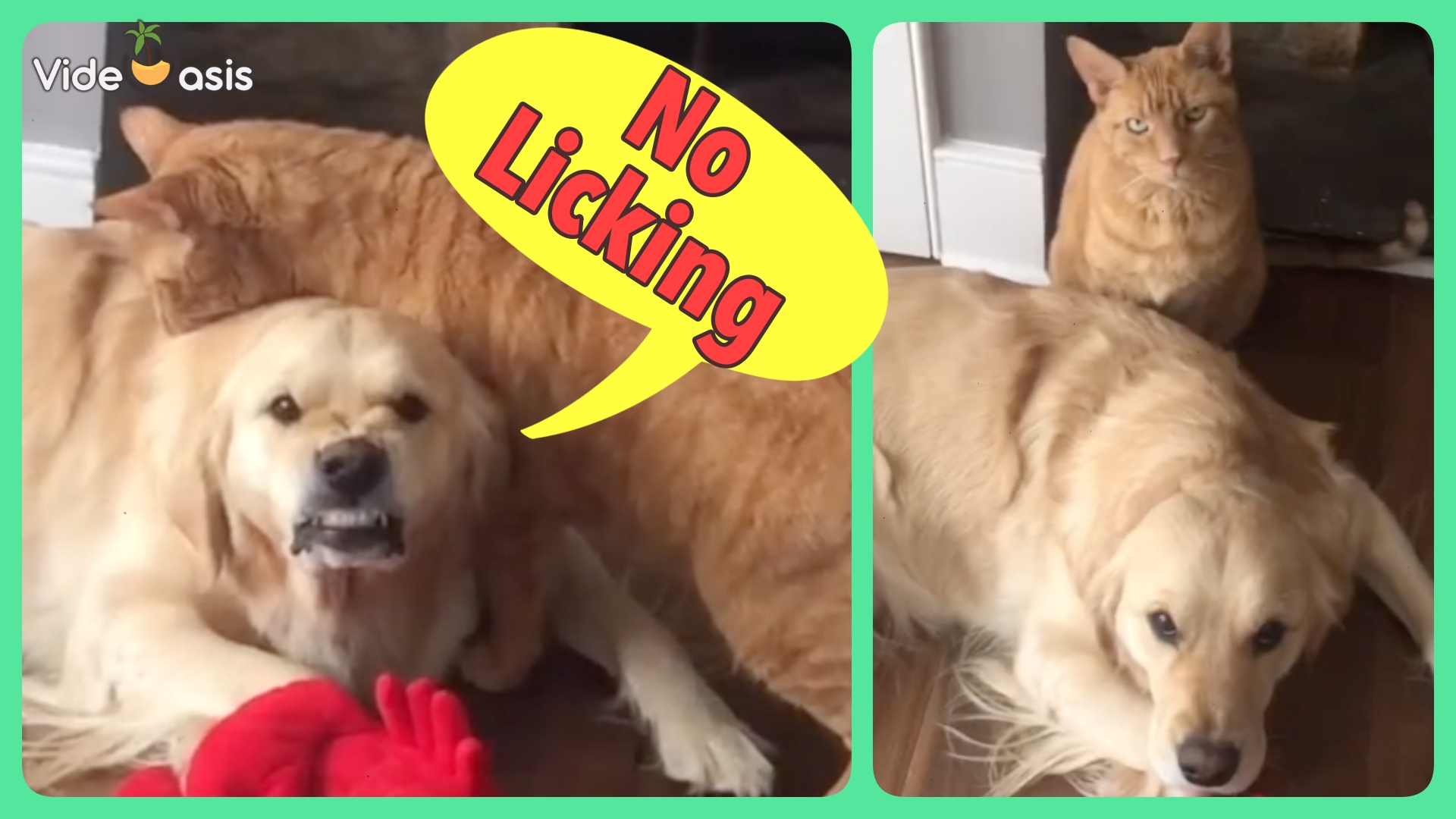 Dog Makes Snarly Face At Being Licked By Cat ｜VideOasis