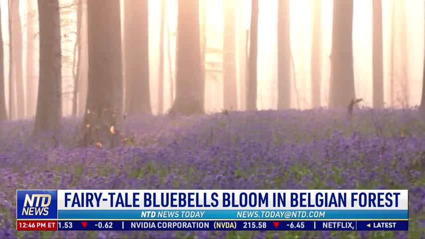 Fairy-Tale Bluebells Bloom in Belgian Forest