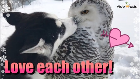 Husky and Owl Love each other｜VideOasis 