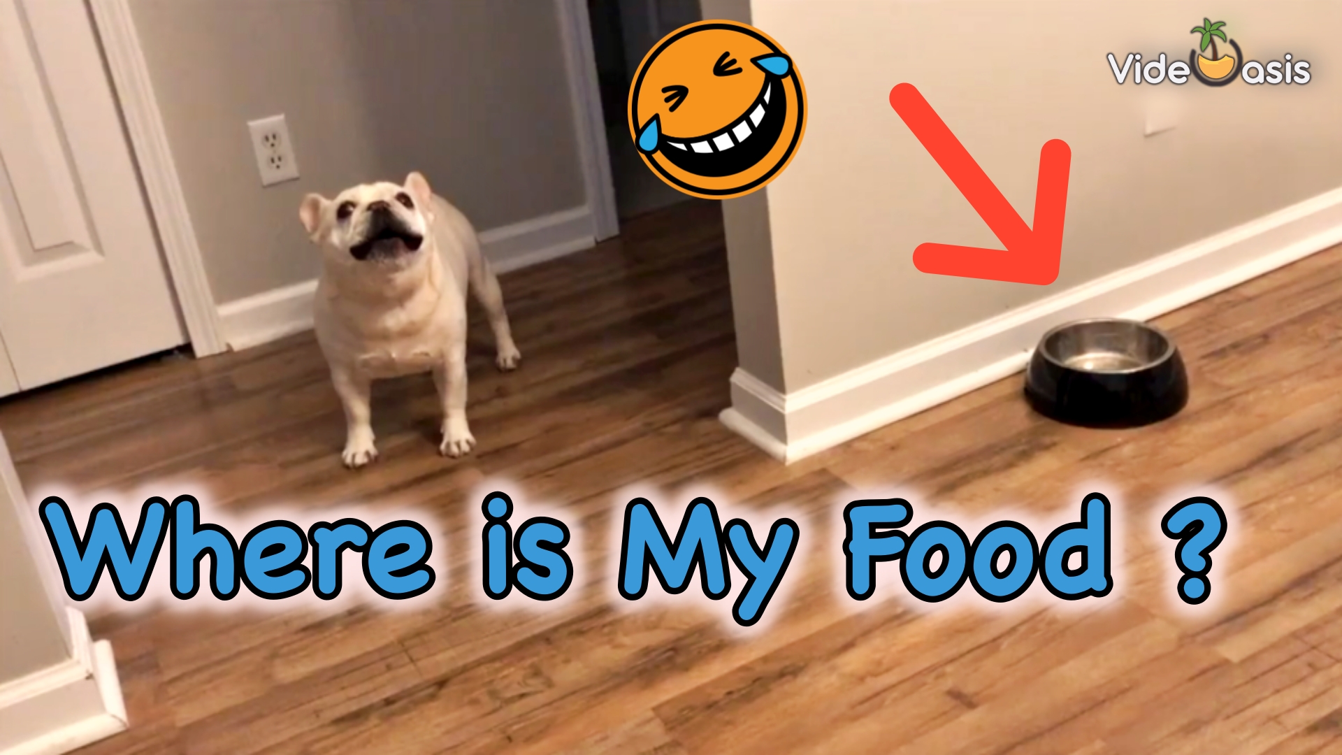 French Bulldog Throws Tantrums for Not Getting Food｜VideOasis