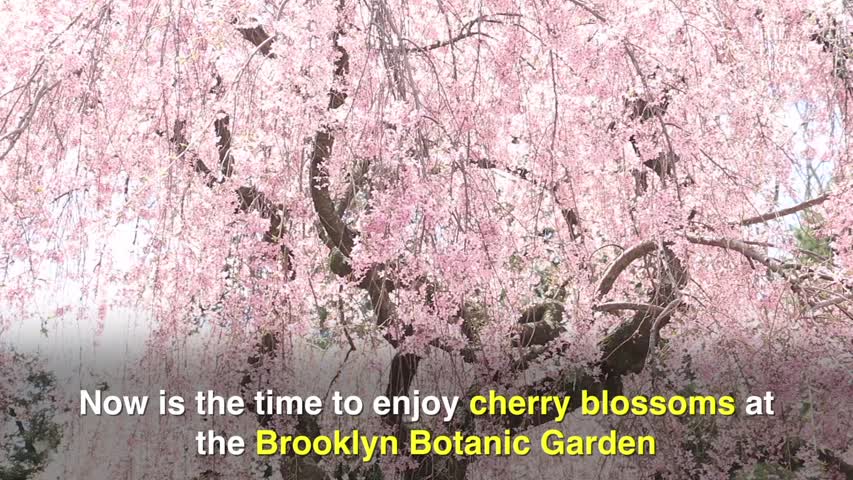 Cherry Blossom in Brooklyn Botanic Garden Ahead of Sakura Matsuri