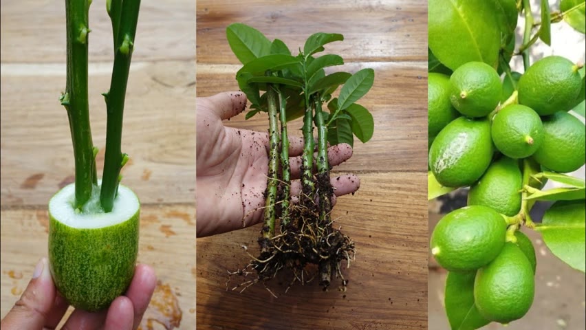 How to propagate lemon tree from cuttings simple and effective