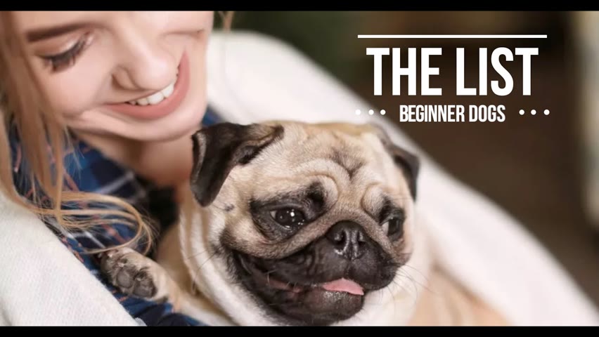 THE LIST: TEN BEST DOGS FOR BEGINNERS