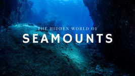The Hidden World of Seamounts