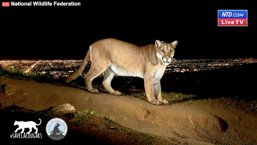 LIVE: Memorial for Hollywood Mountain Lion P-22