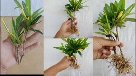 Croton Plant Propagation from cuttings Easy and Simple Way